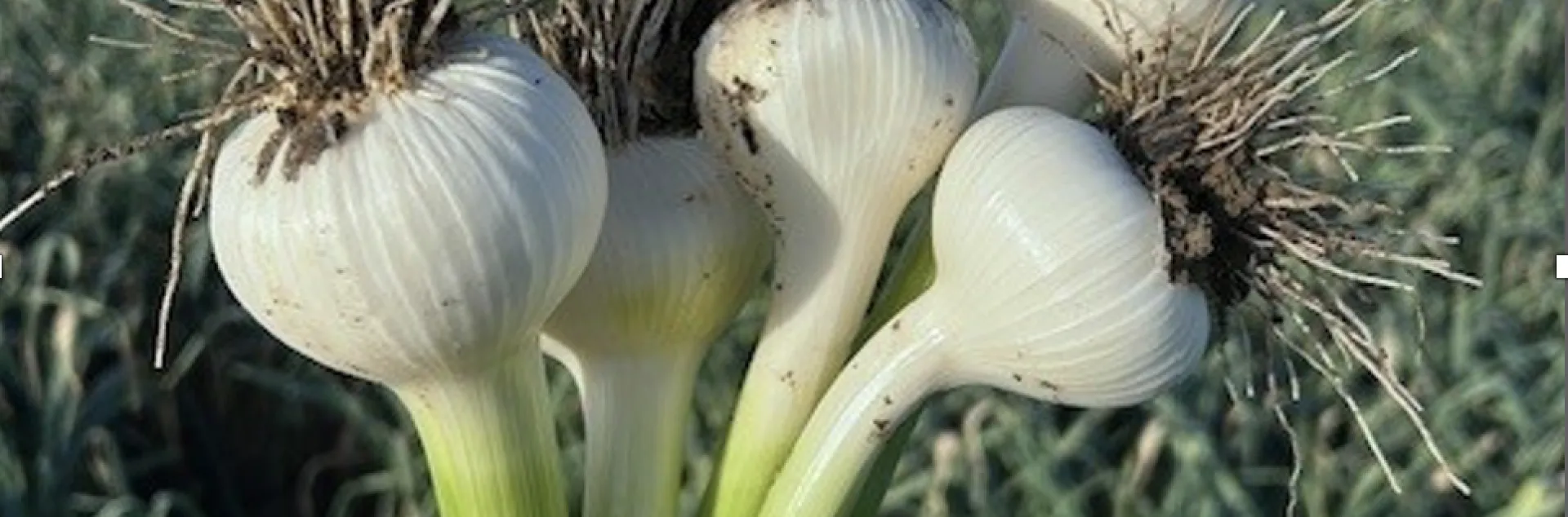 Freshly harvested garlic