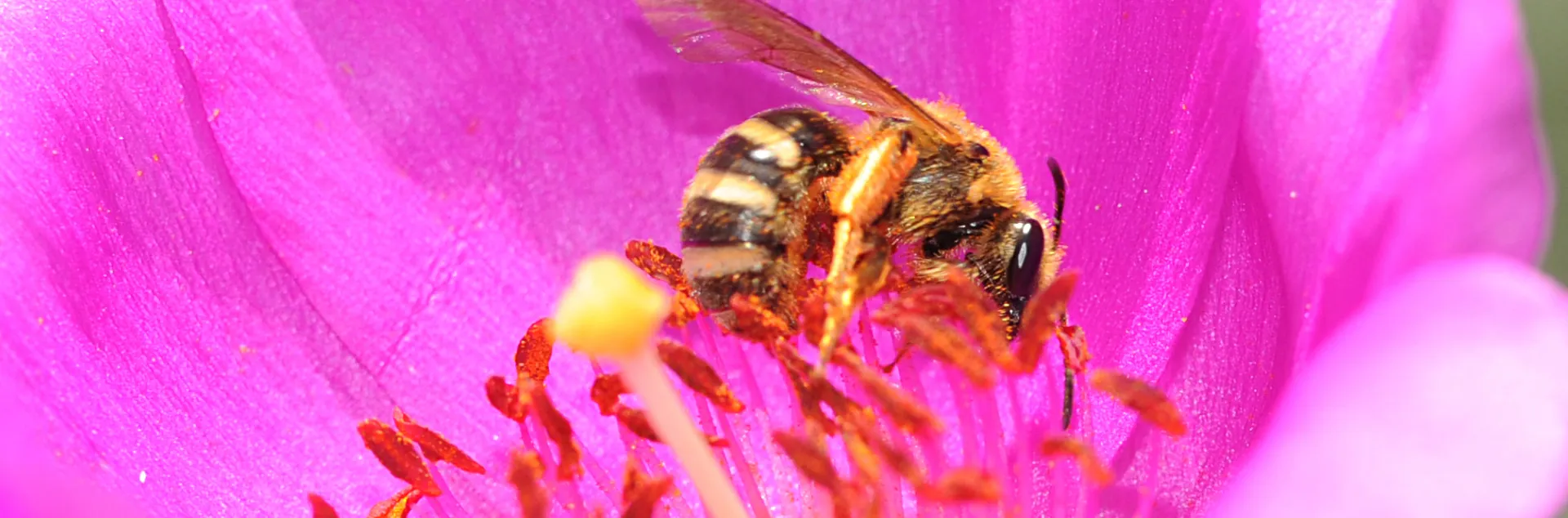 A native bee, Lasioglossum, on rock purslane. (Photo by Kathy Keatley Garvey)