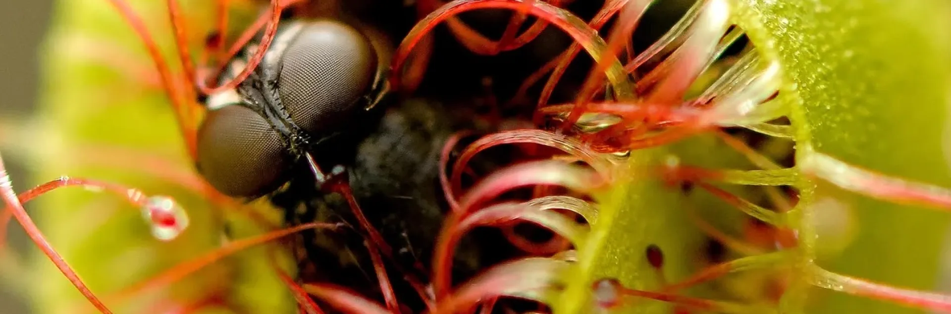 Zoomed in image of the mouth of a Venus Fly Trap, that has caught a fly.