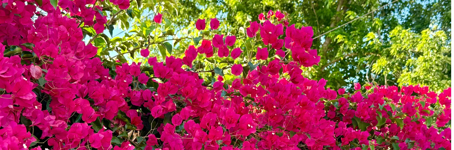 Bright red plant