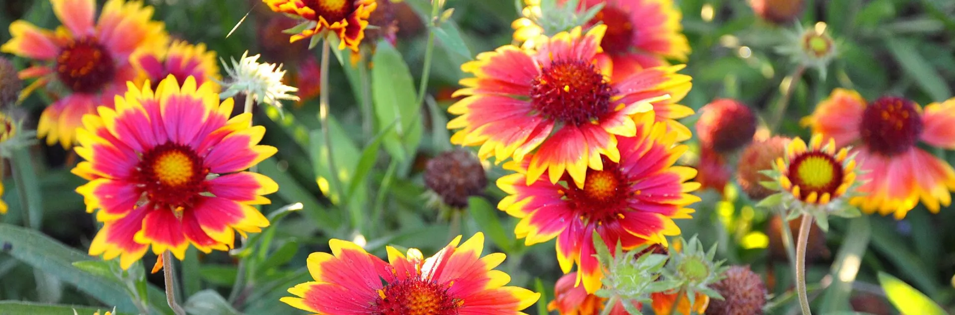 Yellow, orange and burgundy flowers