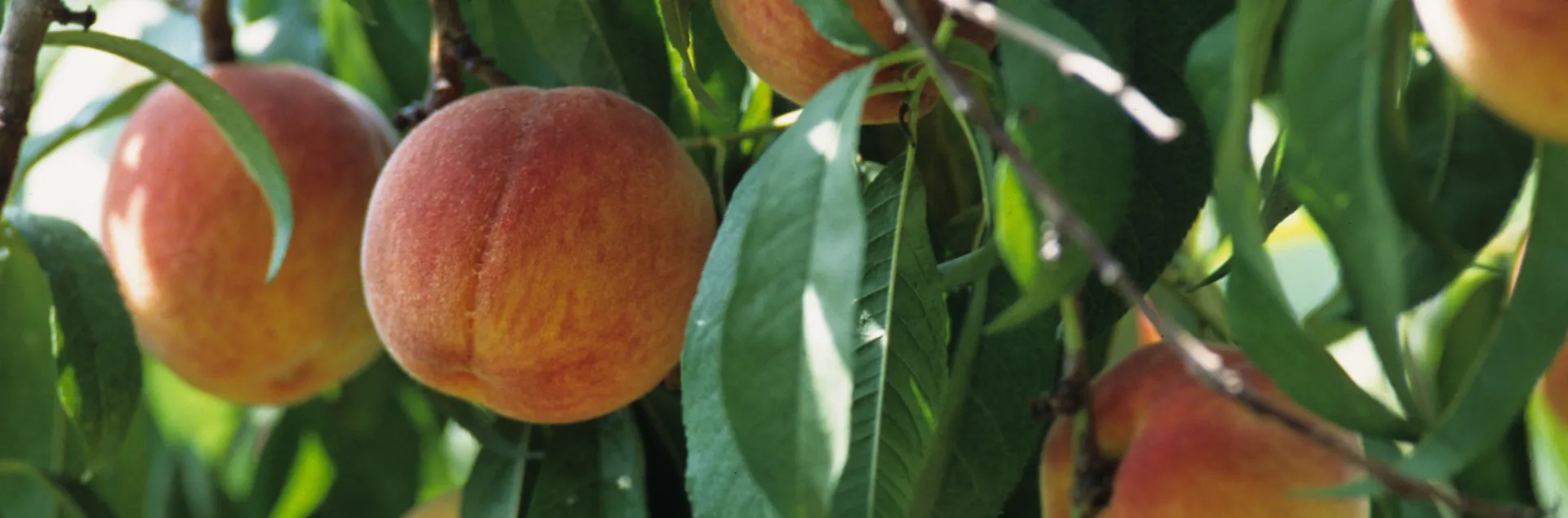 Peaches hanging in a tree