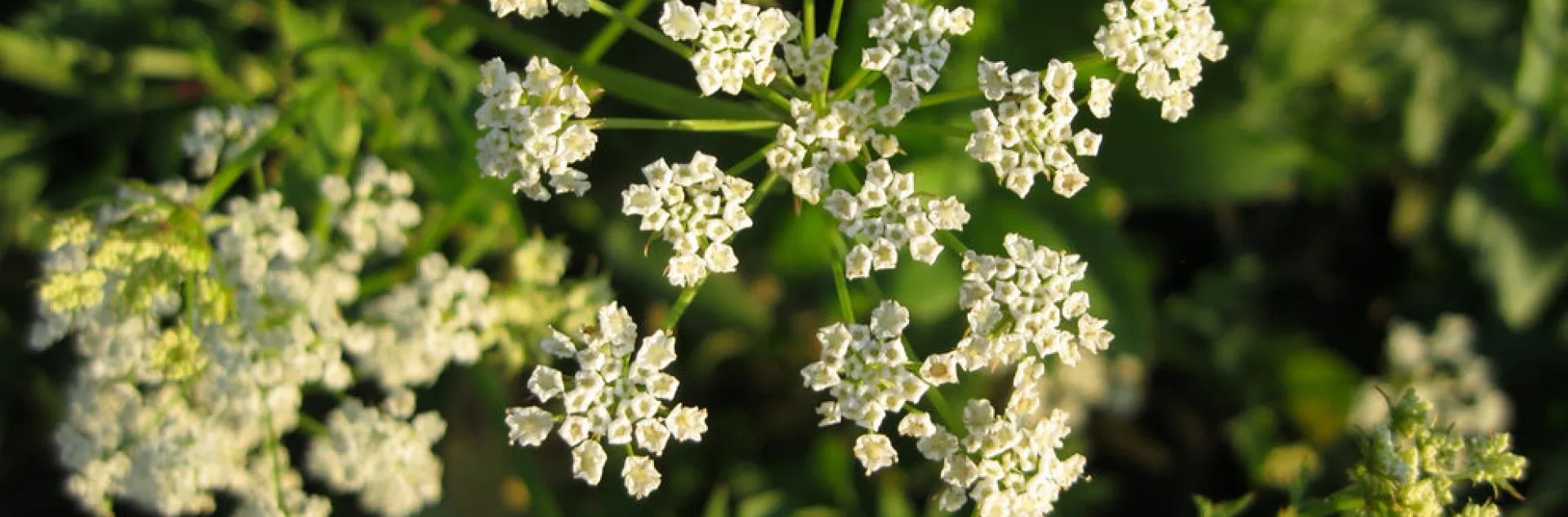 Photo of skirret blossoms, small white blooms similar to carrot or celery inflorescence