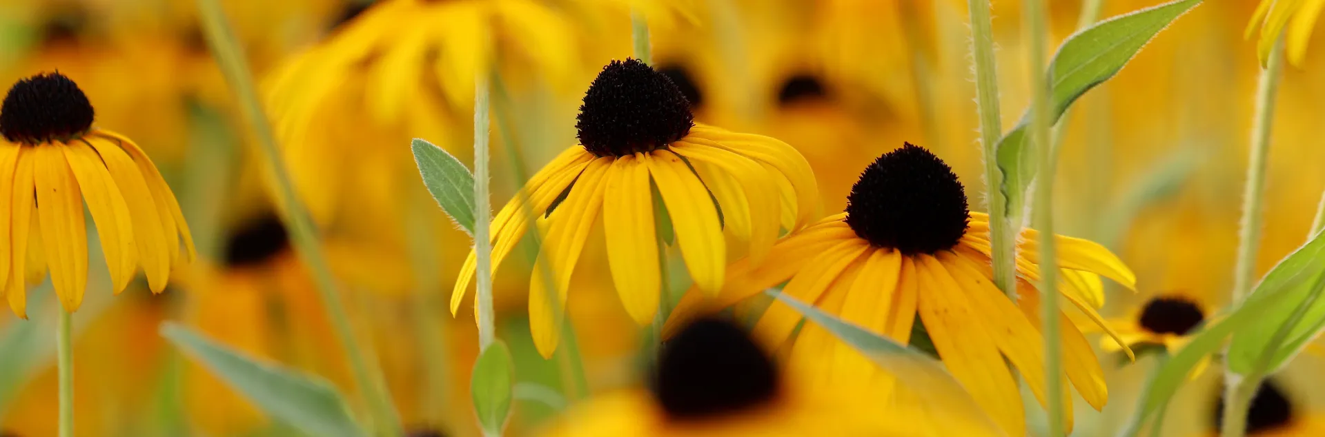 Photo of yellow coneflower with deep brown center. (Annette Meyer on Pixabay)