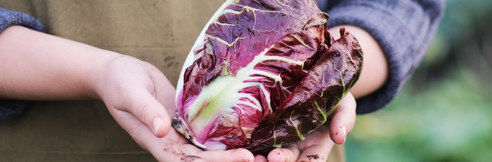Tips to grow endive, radicchio, escarole and frisée