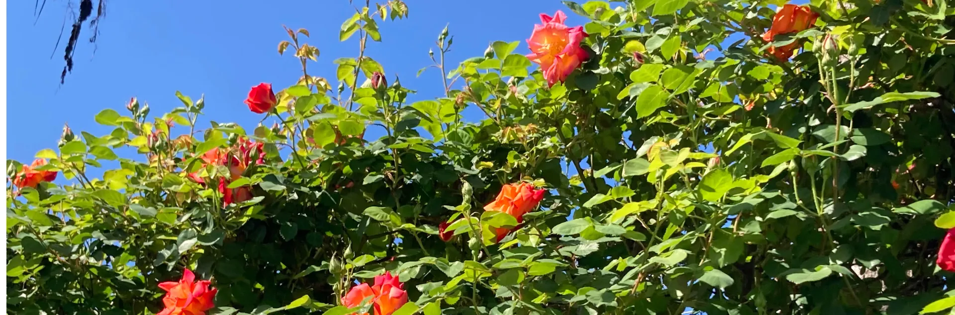 Coral roses on a trellis