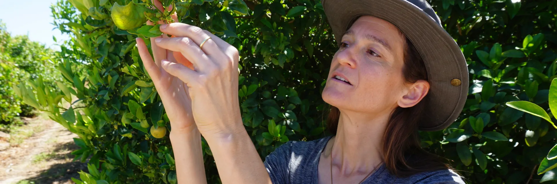 Sarah Weil looks at a leaf as she inspects trees on her Twin Tree Farms