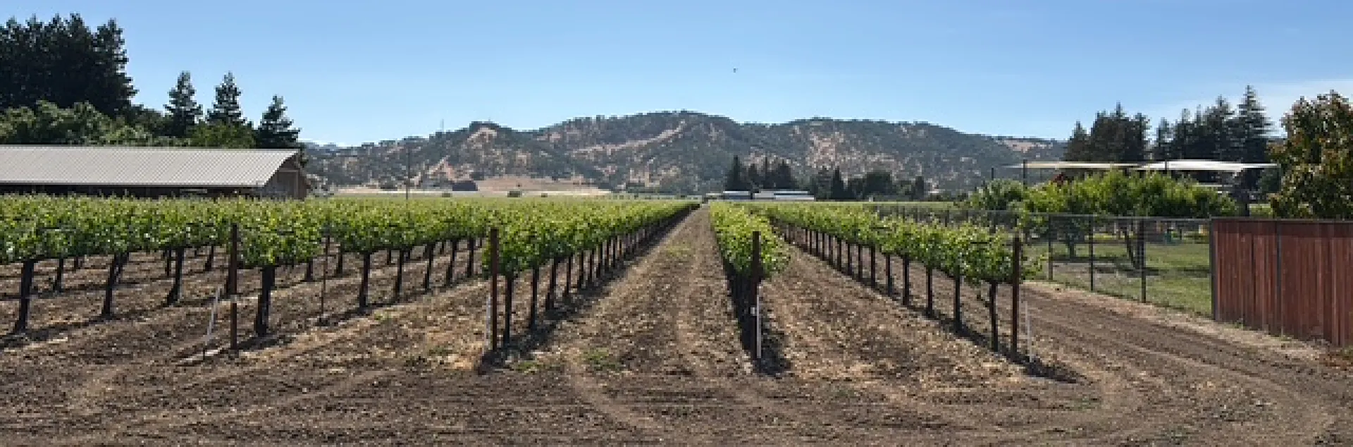 Five rows of a wine grape vineyard under blue skies
