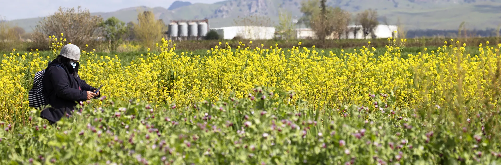 A person crouches on the left side of the field taking photos of the yellow wild mustard cover crop