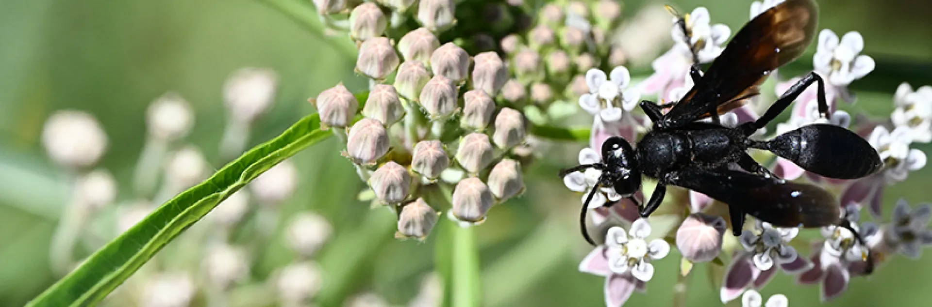 black wasp foraging on milkweed