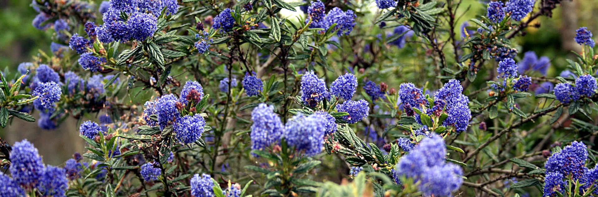 California wild lilac 