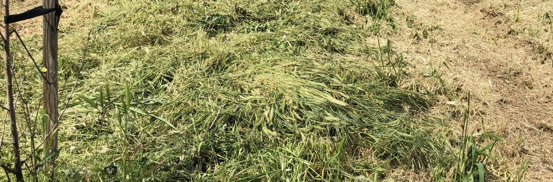 mowed cover crop avocado