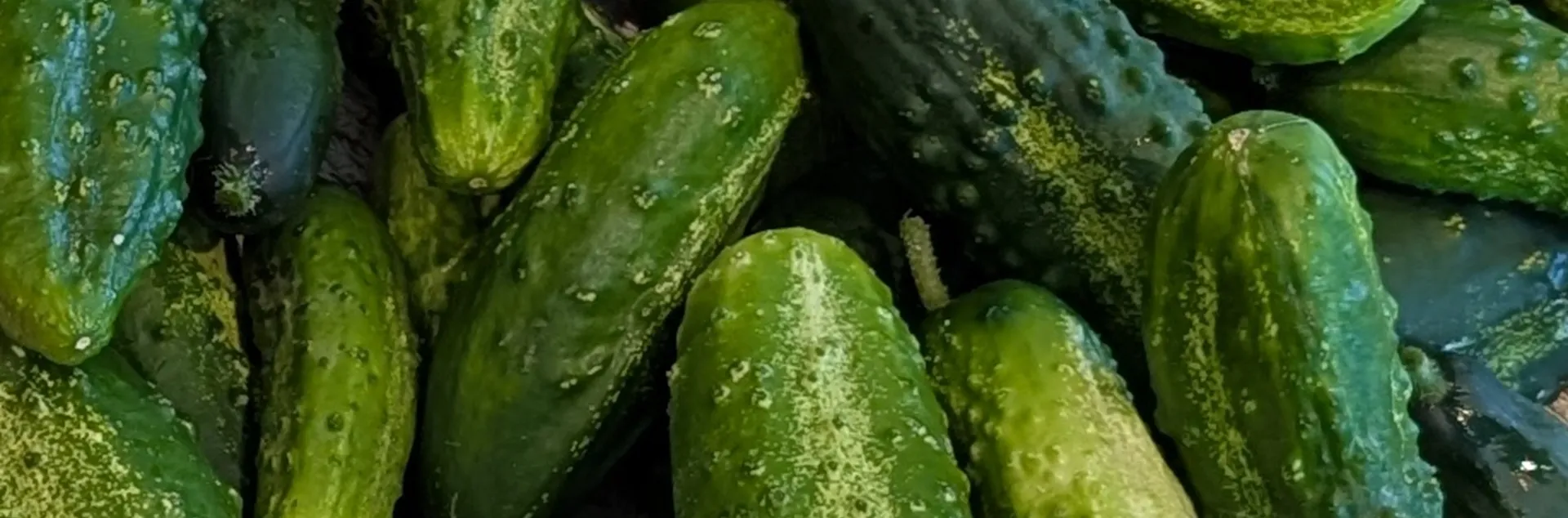 tips for growing cucumbers