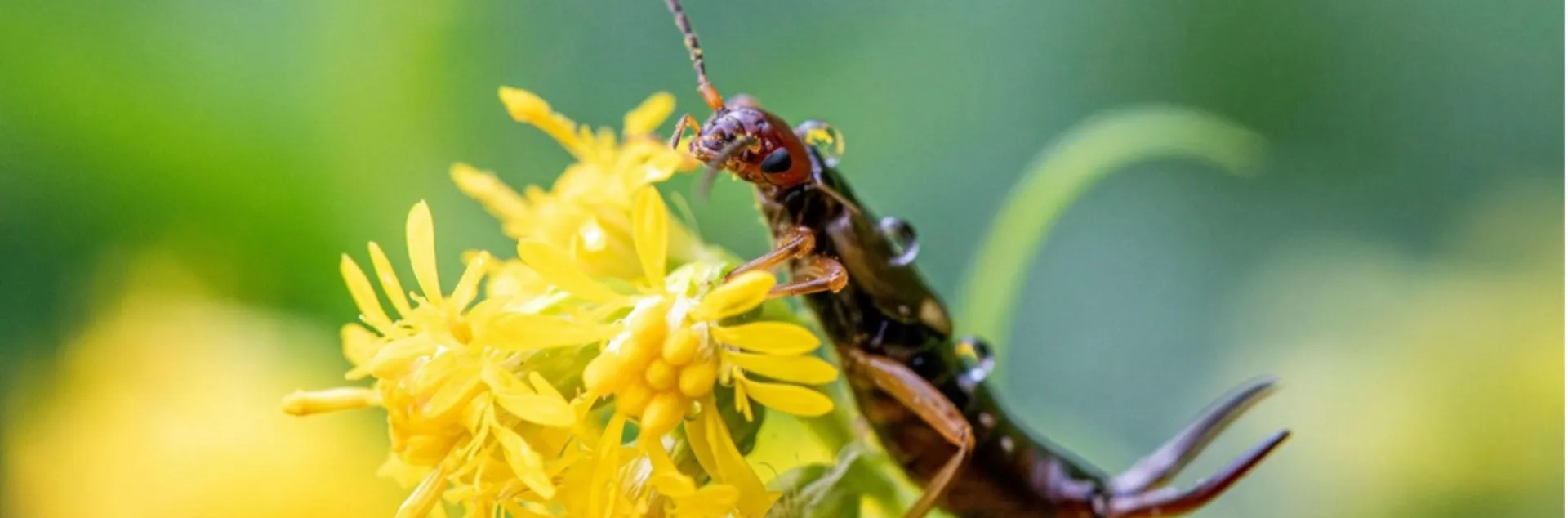 Earwig on flower