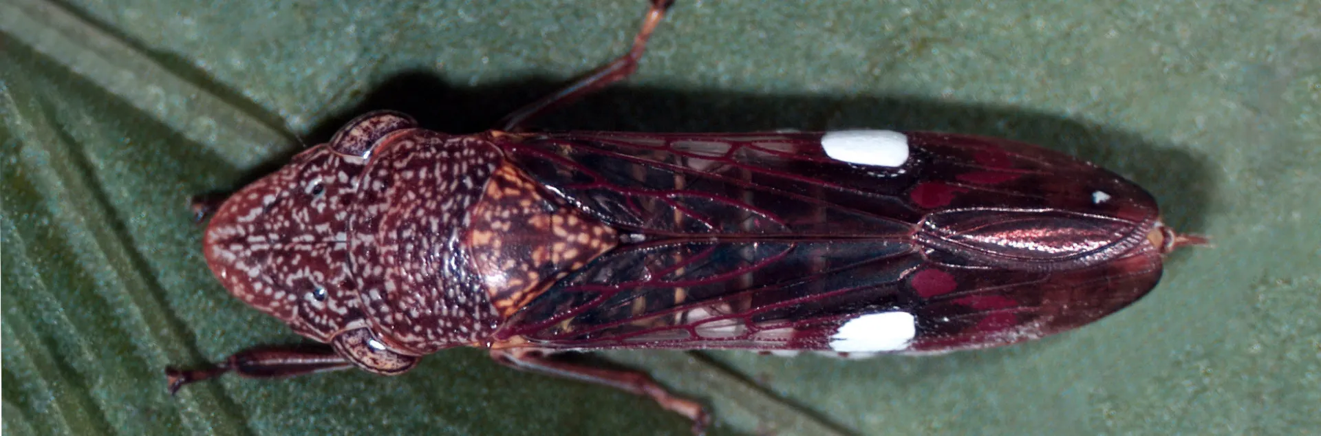 Glassy Winged Sharpshooter