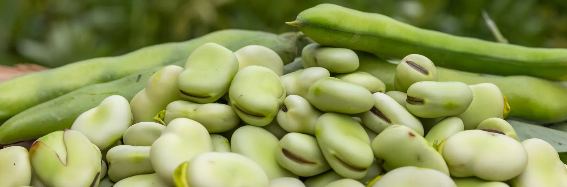 growing fava beans in Sonoma County