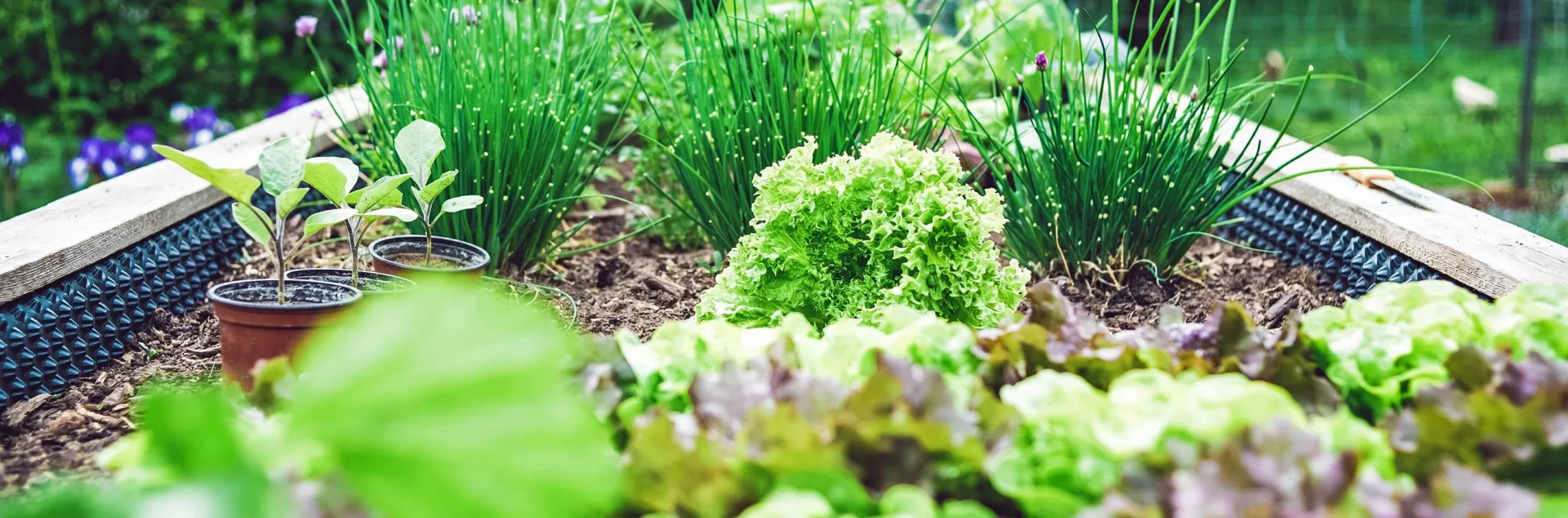 garden bed with a variety of plants