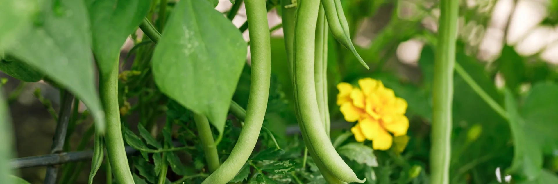 growing green beans in the Sonoma County home garden
