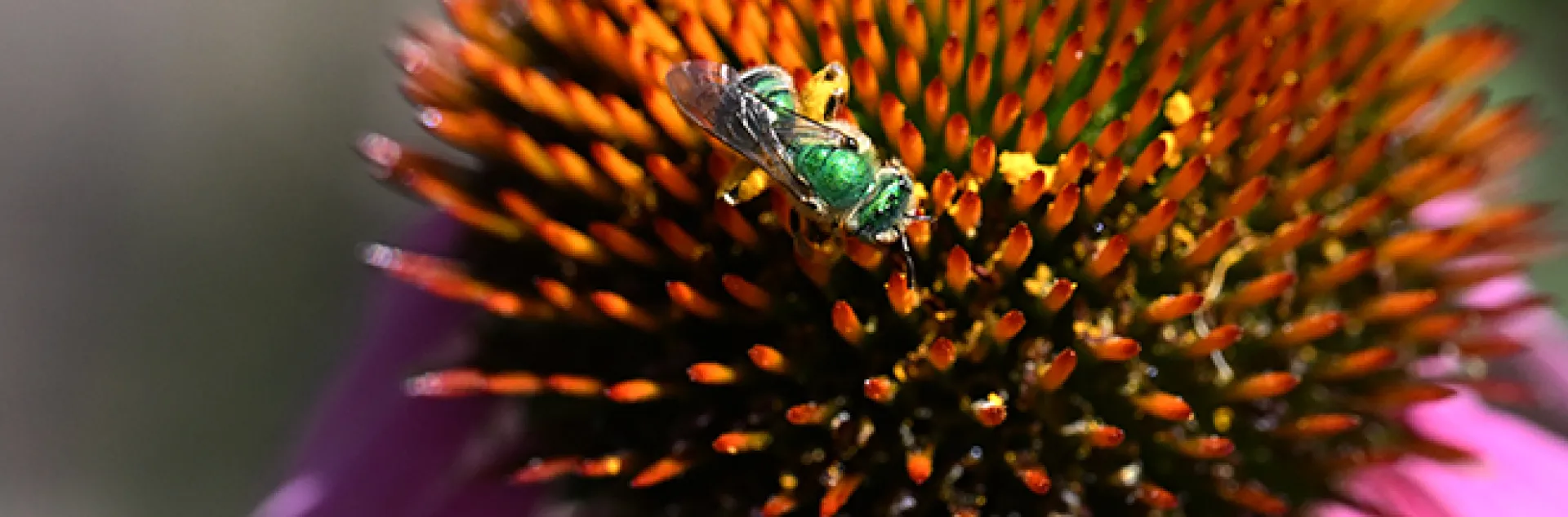 Metallic green sweat bee on a purple coneflower. (Photo by Kathy Keatley Garvey)