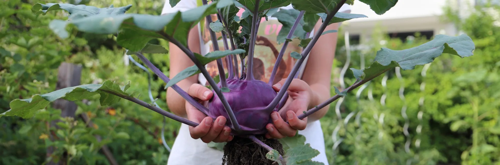 home gardening tips for kohlrabi