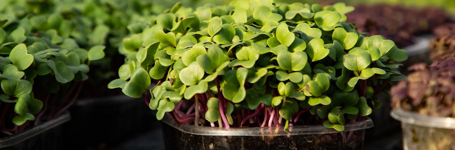 tips for growing microgreens