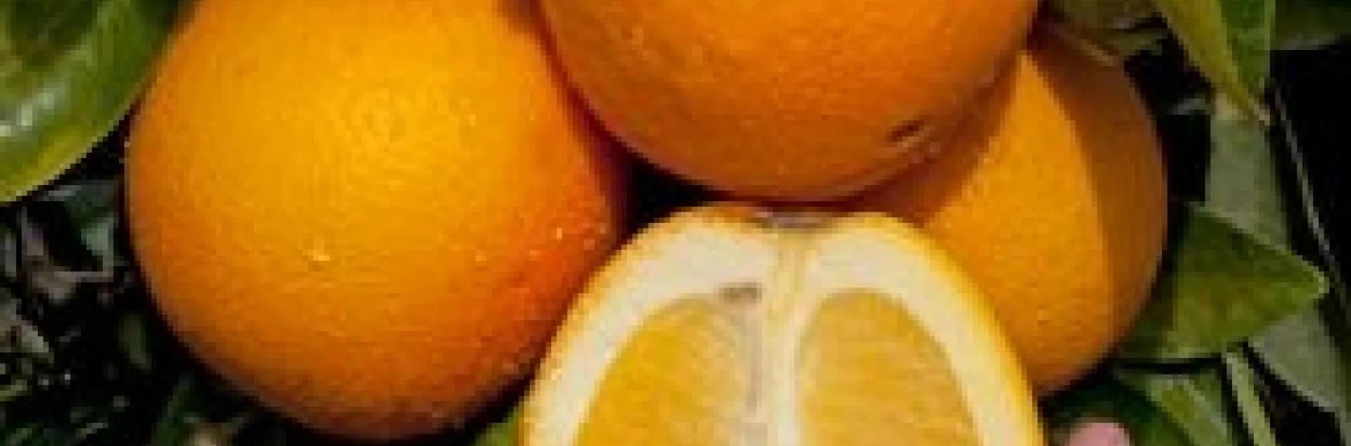 Navel orange