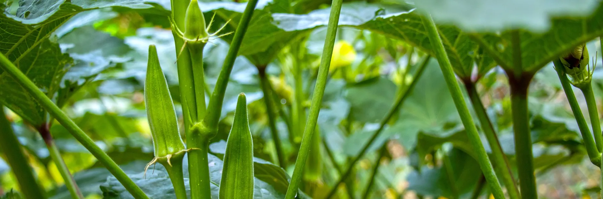 growing okra in Sonoma County