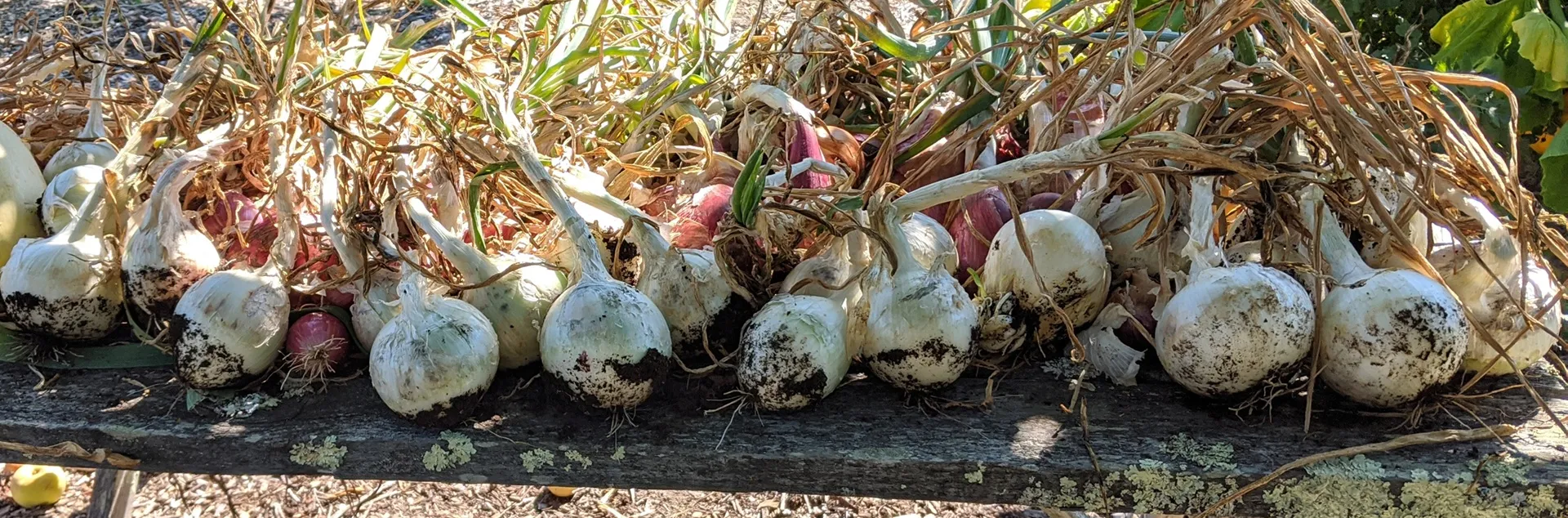 growing onions in Sonoma County