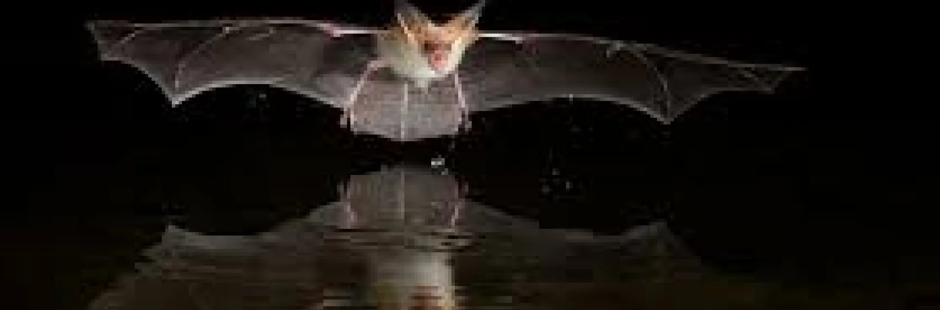 pallid bat