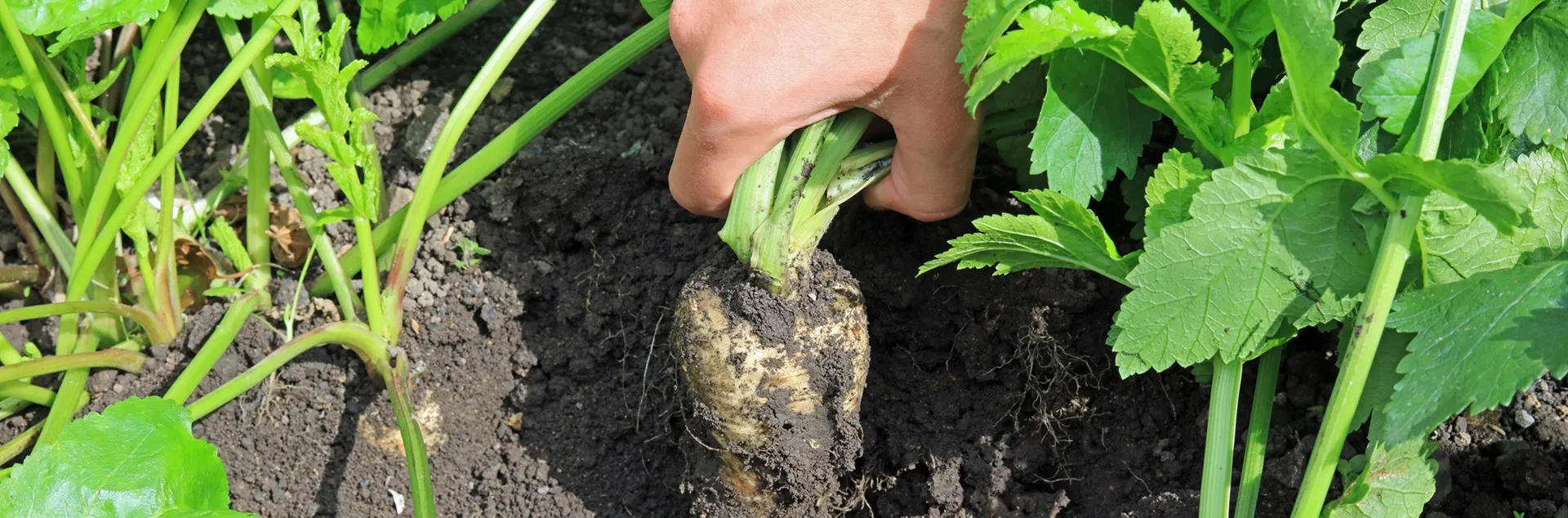 growing parsnips in Sonoma County