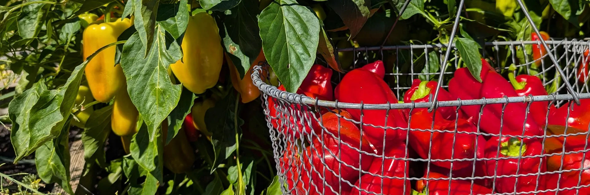 Expert tips for growing peppers in Sonoma County