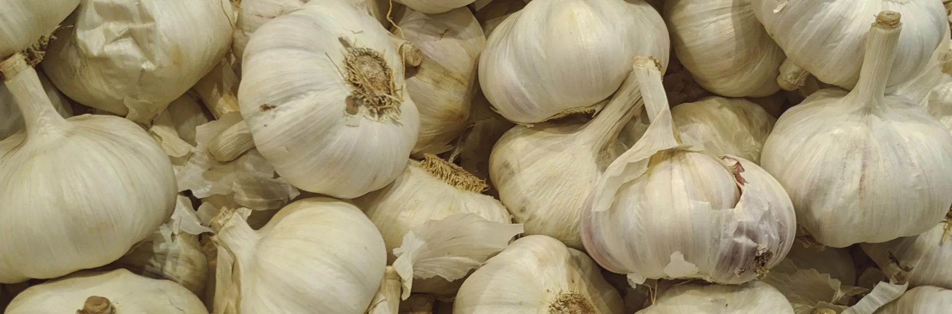 Many white garlic bulbs stacked together