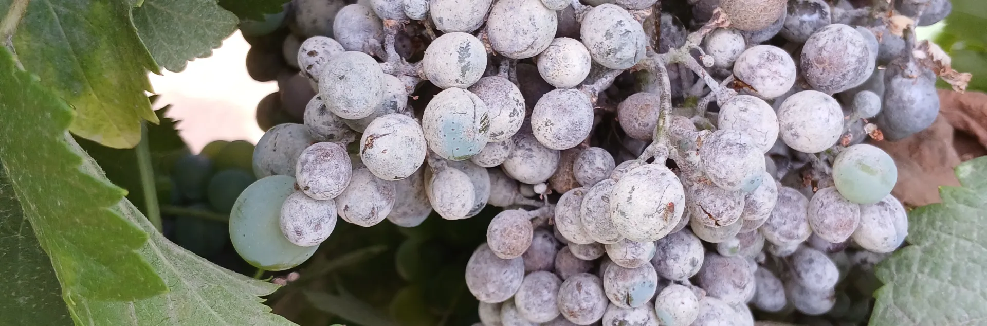 Clusters of purple grapes with powdery mildew