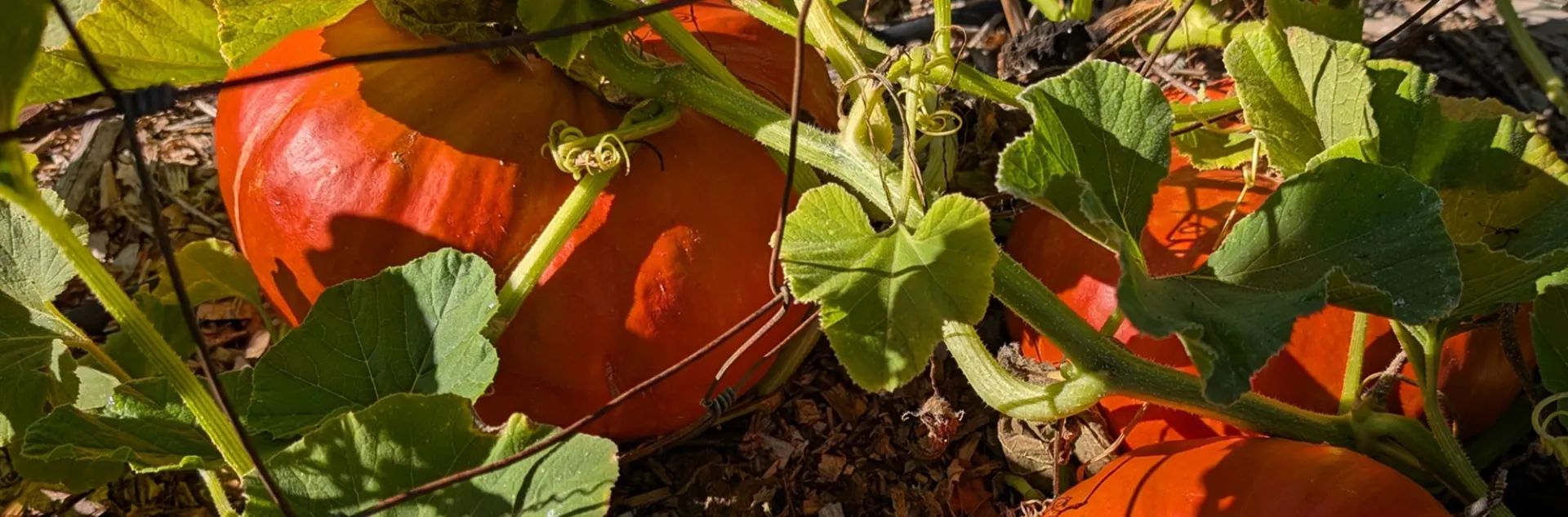 Learn how to grow your own pumpkins