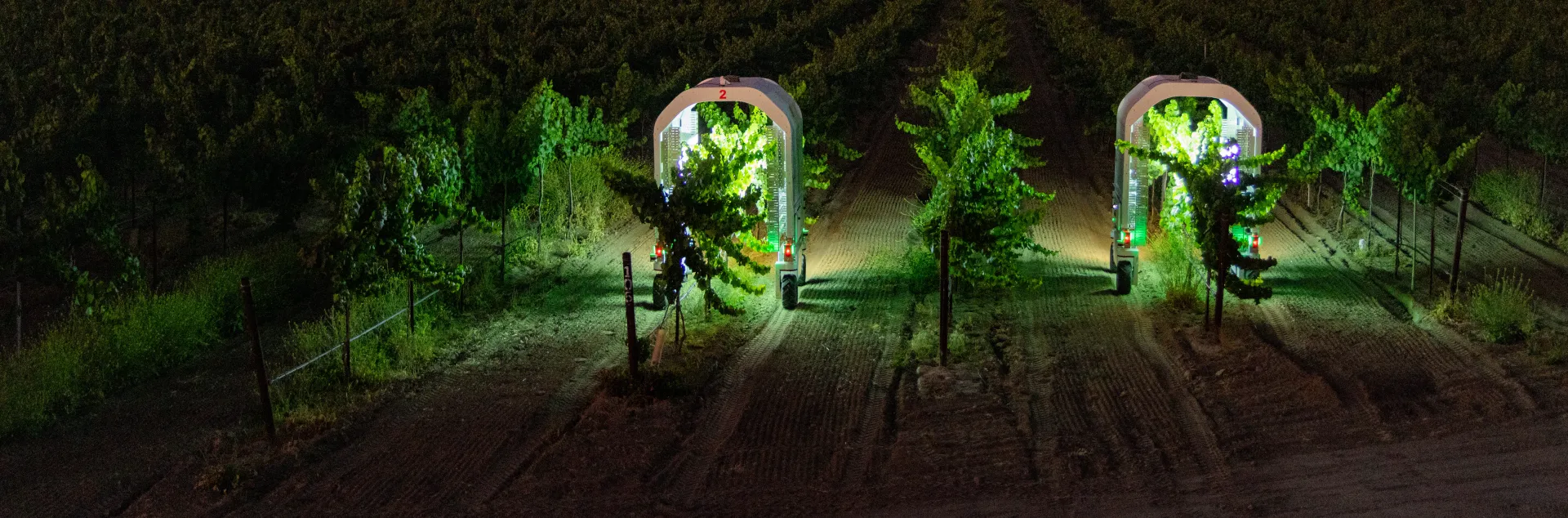 Autonomous robots treat grapevines with UV-C light at night to control powdery mildew