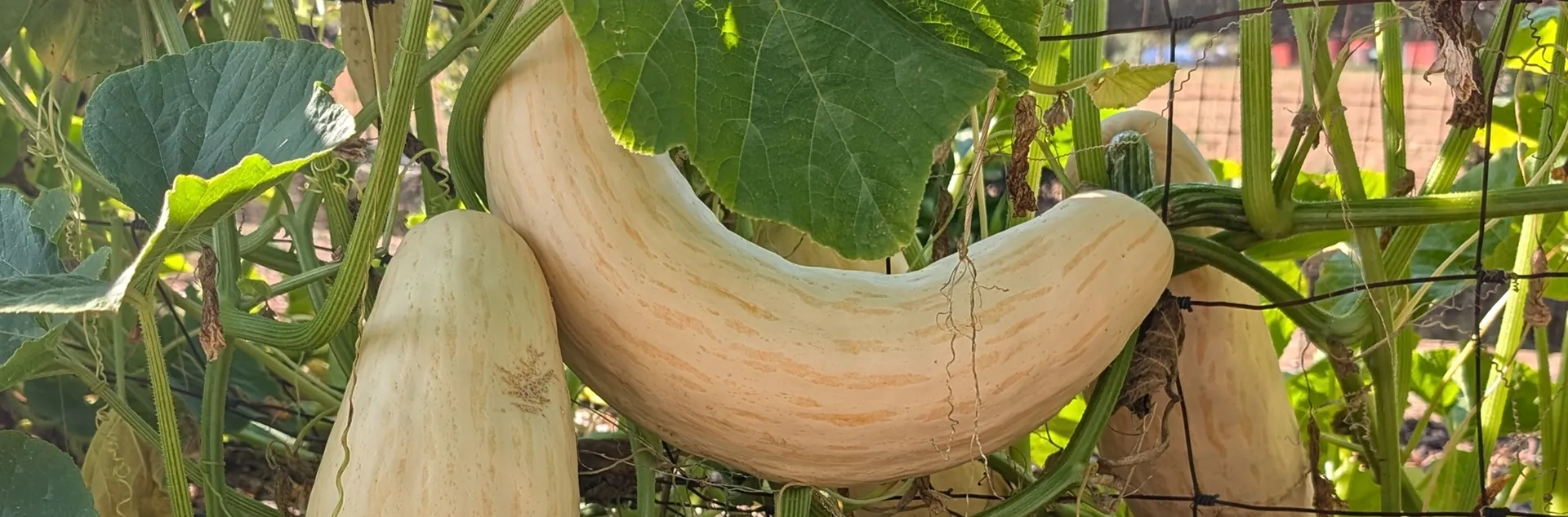 winter squash growing advice for Sonoma County gardeners