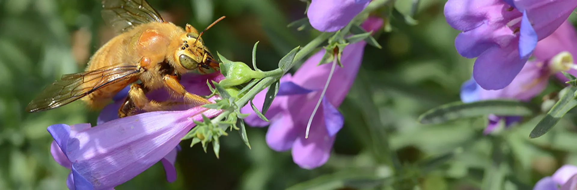 Male Valley carpenter bee, Xylocopa sonorina, robbing nectar from penstemon at UC Davis Bee Haven.