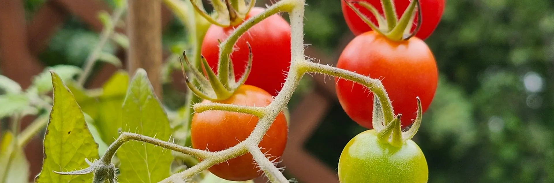 growing cherry tomatoes in Sonoma County