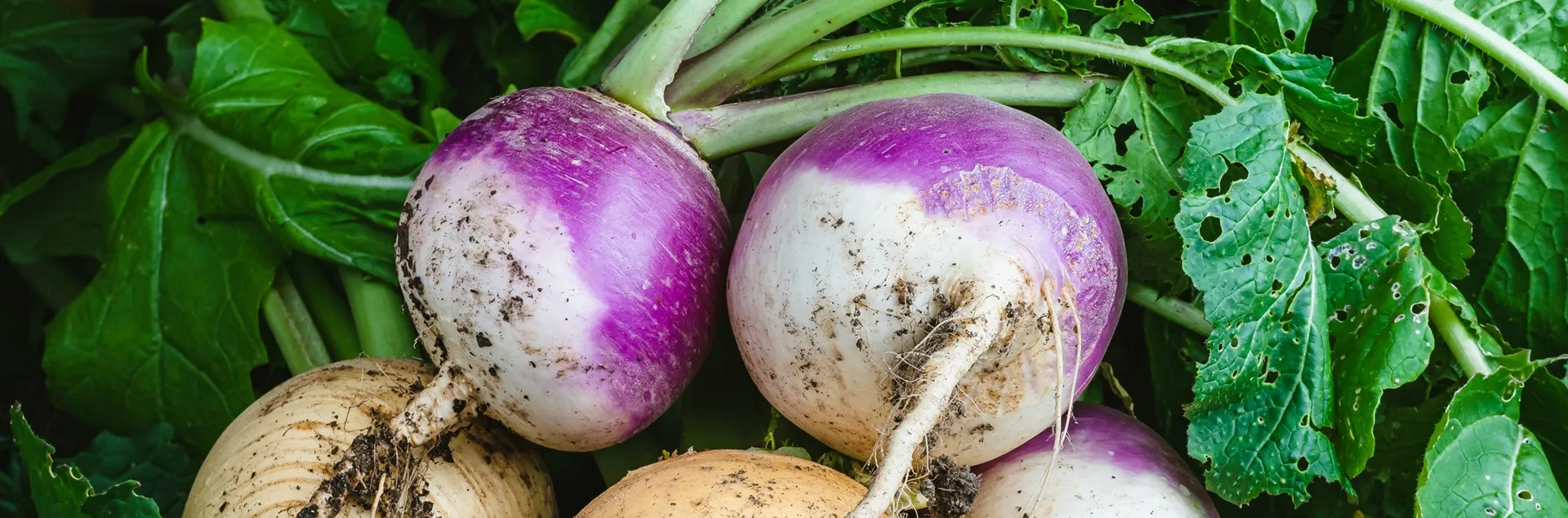 growing tips for turnips and rutabagas