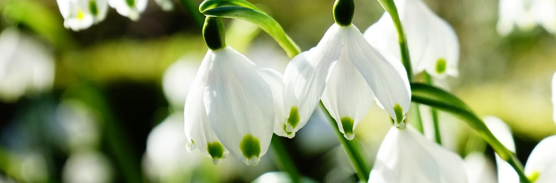 Planting bulbs in the fall for spring blooms