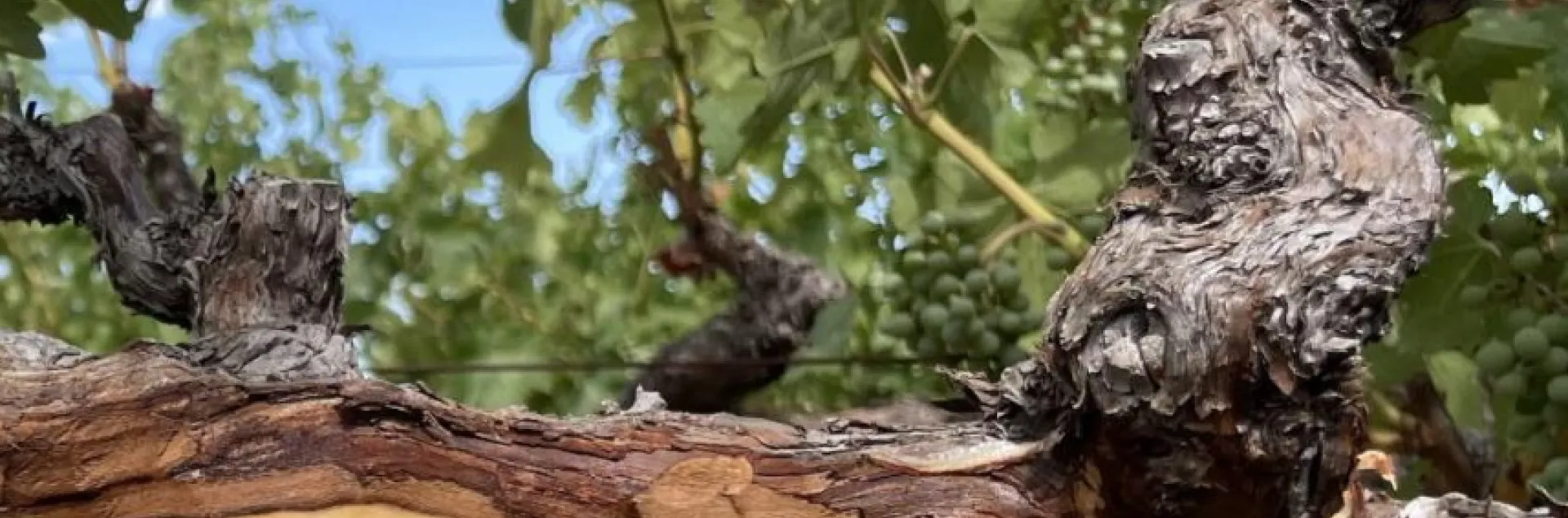 Common Diseases of Trees