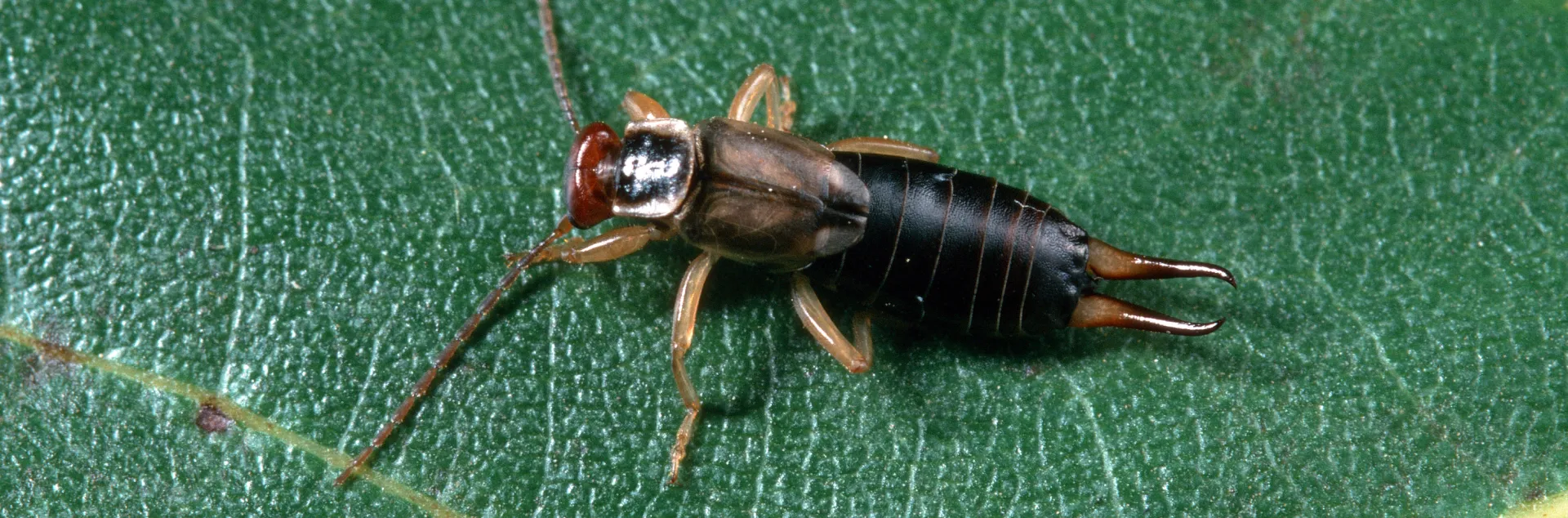 Earwig on walnut leaf.