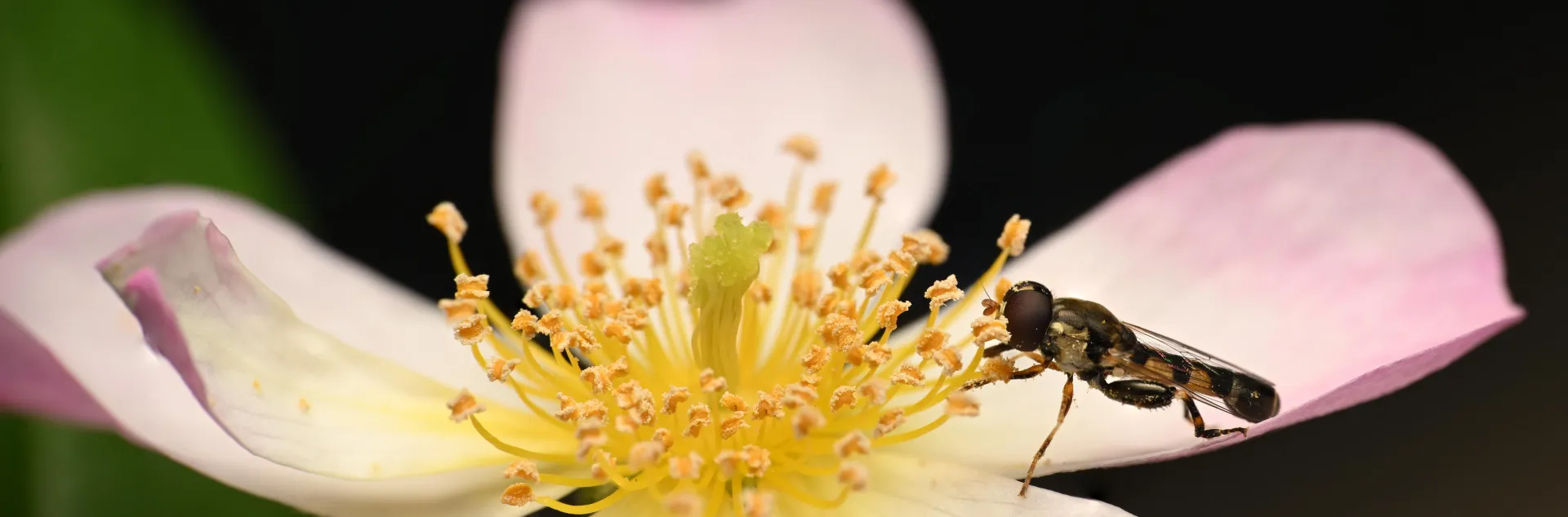A dark brown and orangish fly with thick hind legs on a pink five petaled flower with a yellow center.