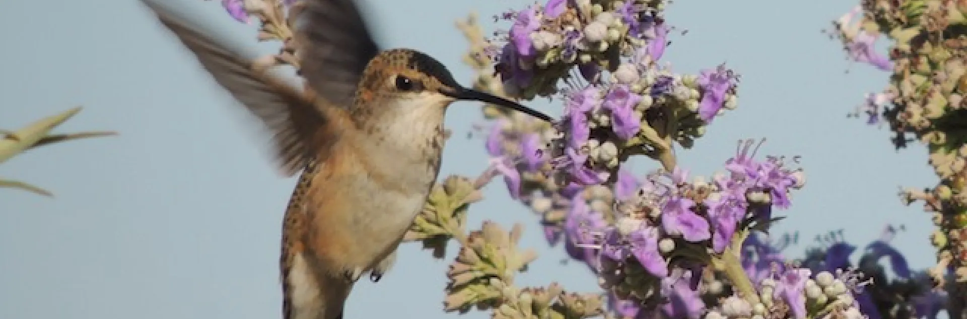 Rufous hummingbird. William Kees