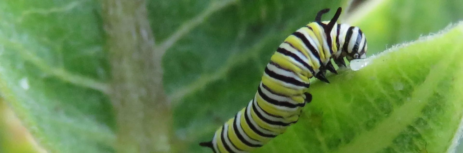 Monarch caterpillar on milkweed. J. Alosi