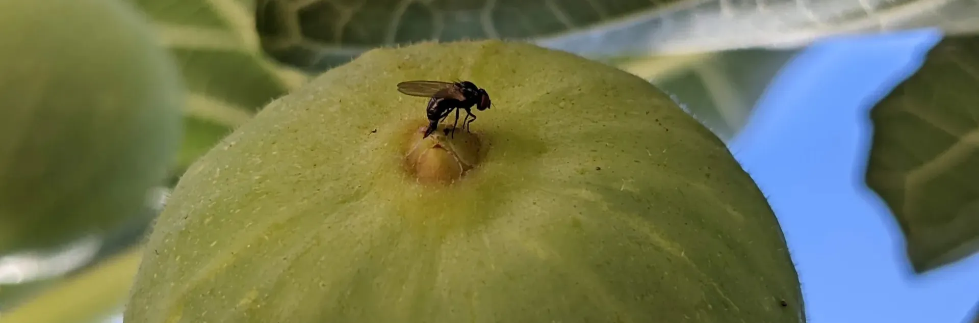 Adult female black fig fly depositing eggs into the fig ostiole