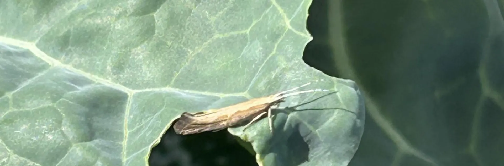 Adult diamondback moth on Broccoli leaf with chewed holes.