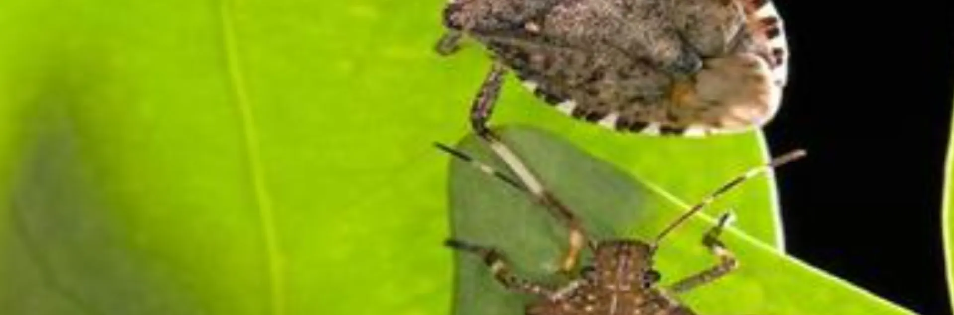 An adult and a nymph (bottom) marmorated stink bug on a leaf of tree-of-heaven