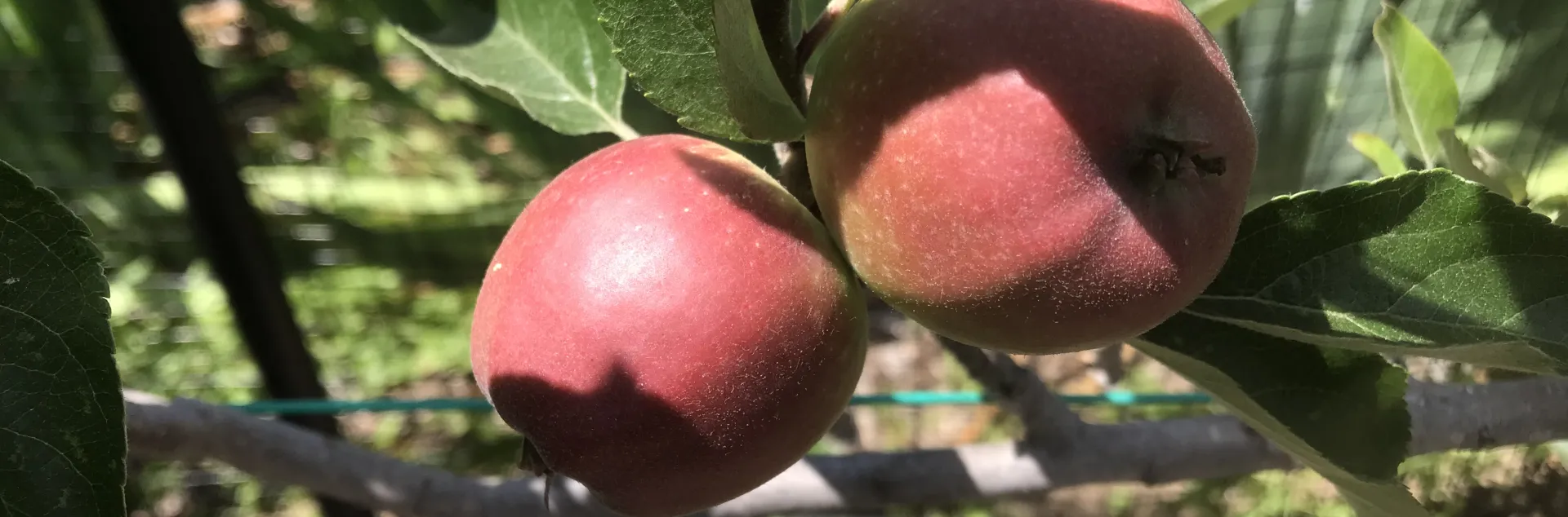 A branch with two red apples
