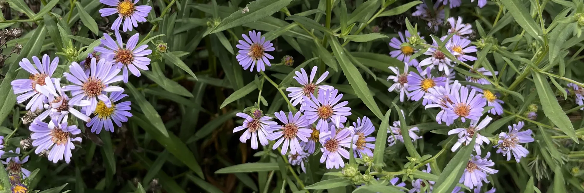 A cluster of daisy-like California aster flowers with yellow centers surrounded by violet petals, all among green foliage